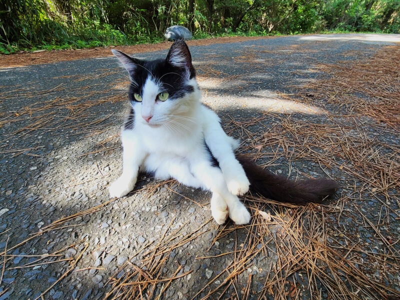 #宮城県#猫#猫の島#石巻市田代島の無料写真素材