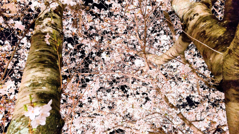 #桜,#福岡県,#糟屋郡粕屋町,#絶景の無料写真素材