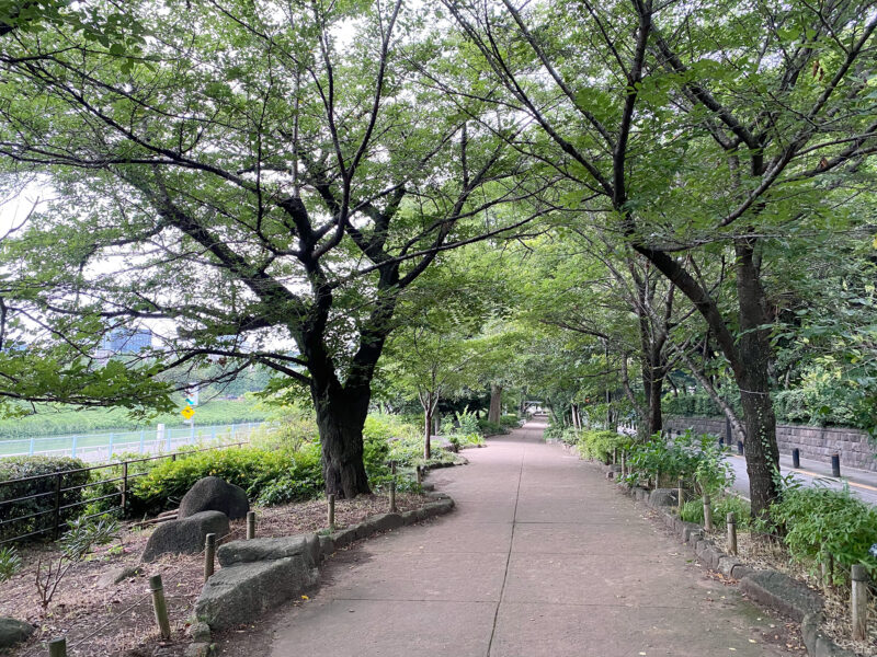 #東京都,#東京都千代田区,#自然,#道の無料写真素材