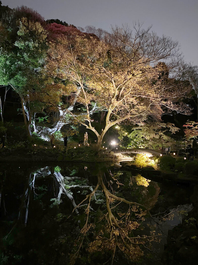 #夜,#東京都,#東京都文京区,#池,#自然の無料写真素材