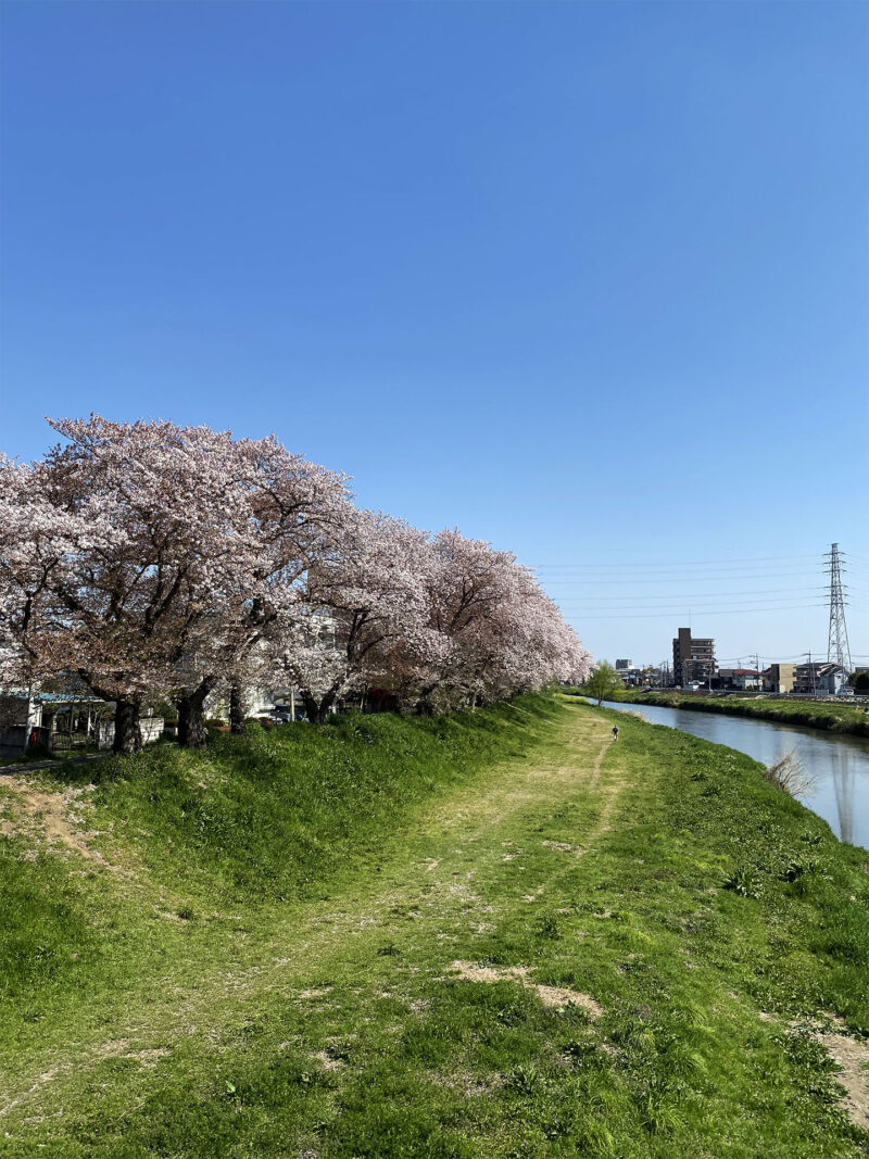 #のどか,#埼玉県,#埼玉県越谷市,#川,#桜,#絶景,#花の無料写真素材