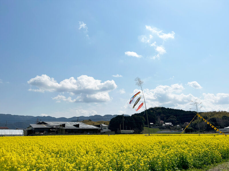 #のどか,#福岡県,#福岡県古賀市,#花,#菜の花の無料写真素材