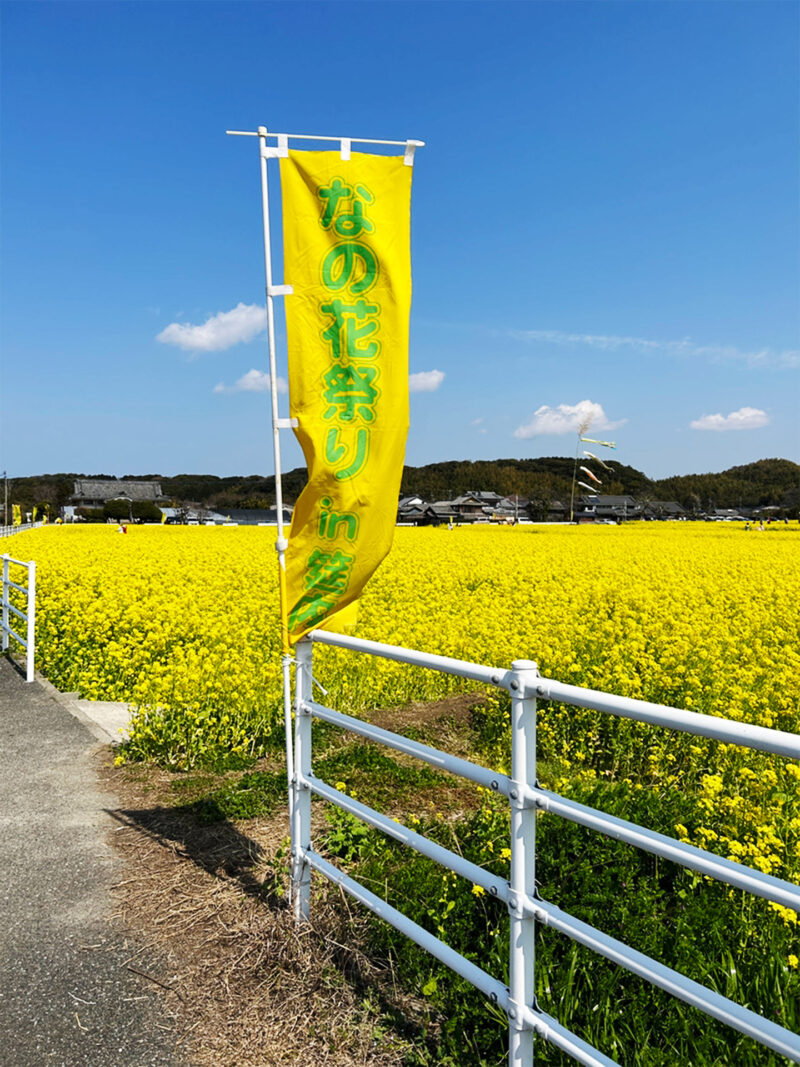 #のどか#福岡県#福岡県古賀市#花#菜の花の無料写真素材