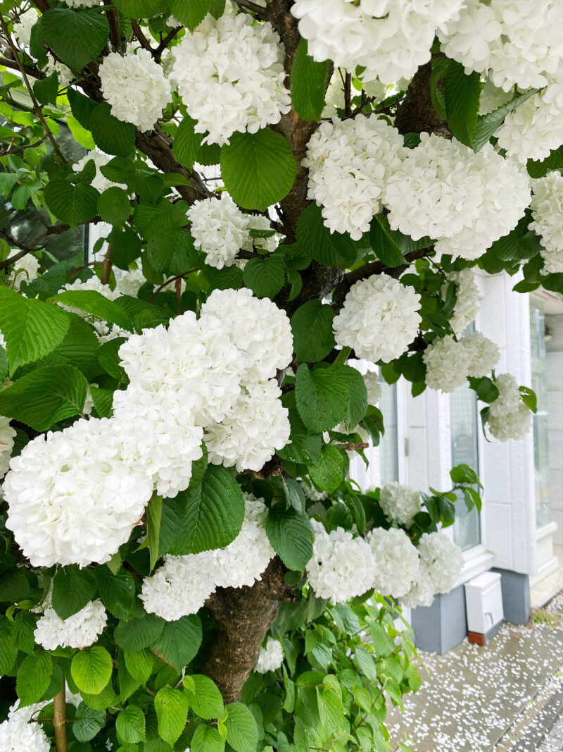 #アジサイ#北海道#北海道札幌市#花の無料写真素材