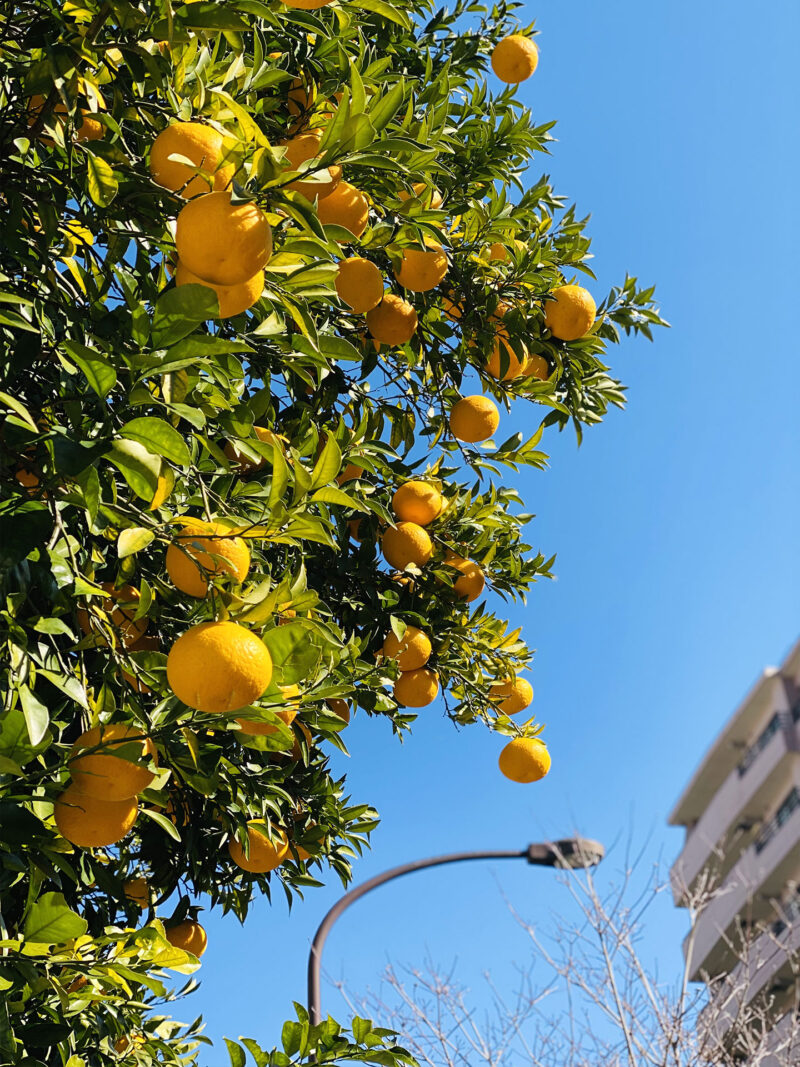 #オレンジ,#ノスタルジー,#東京都,#東京都新宿区,#植物の無料写真素材