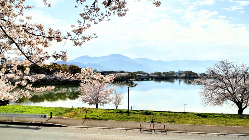 #のどか,#桜,#池,#福岡県,#糟屋郡粕屋町の無料写真素材