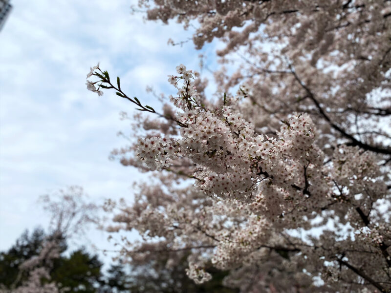 #東京都,#東京都千代田区,#桜,#自然の無料写真素材