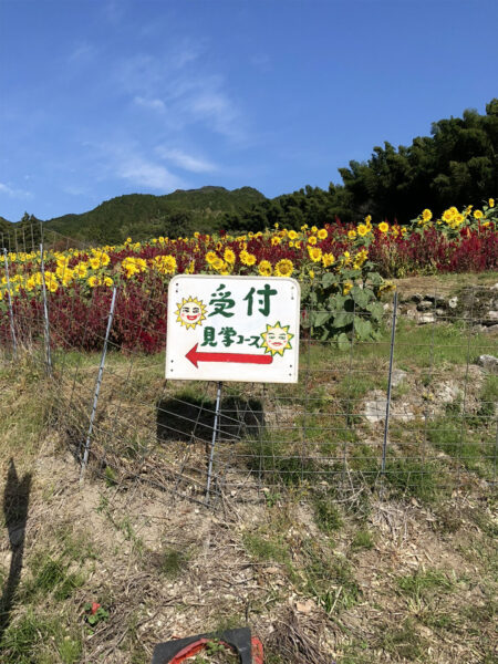 #ヒマワリ#ヒマワリ畑#三養基郡みやき町#佐賀県#珍百景#自然の無料写真素材