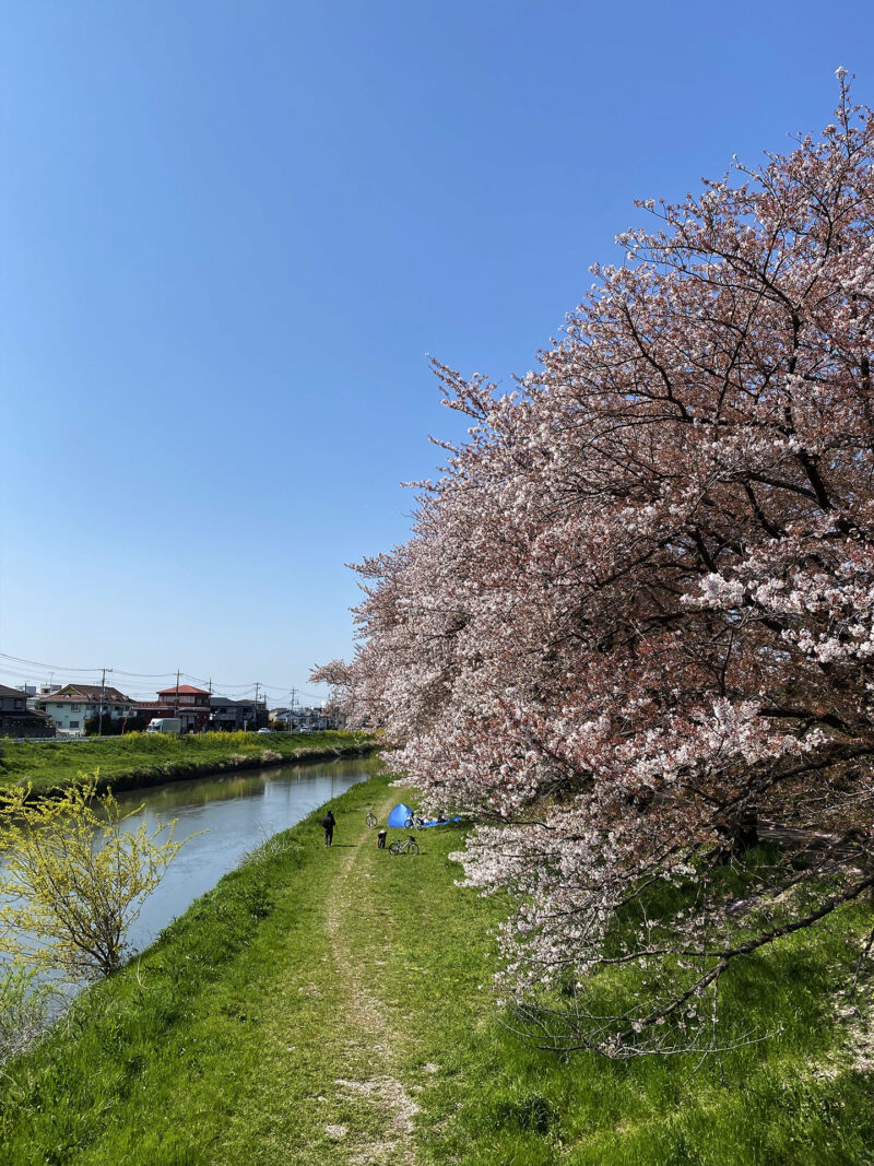 #のどか#埼玉県#埼玉県越谷市#川#桜#花の無料写真素材