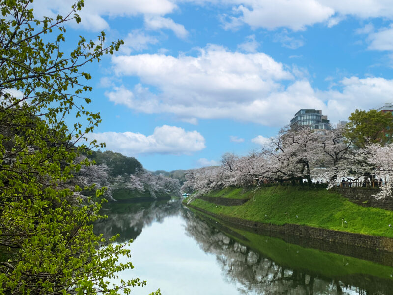 #川,#東京都,#東京都千代田区,#桜,#植物,#絶景,#自然の無料写真素材