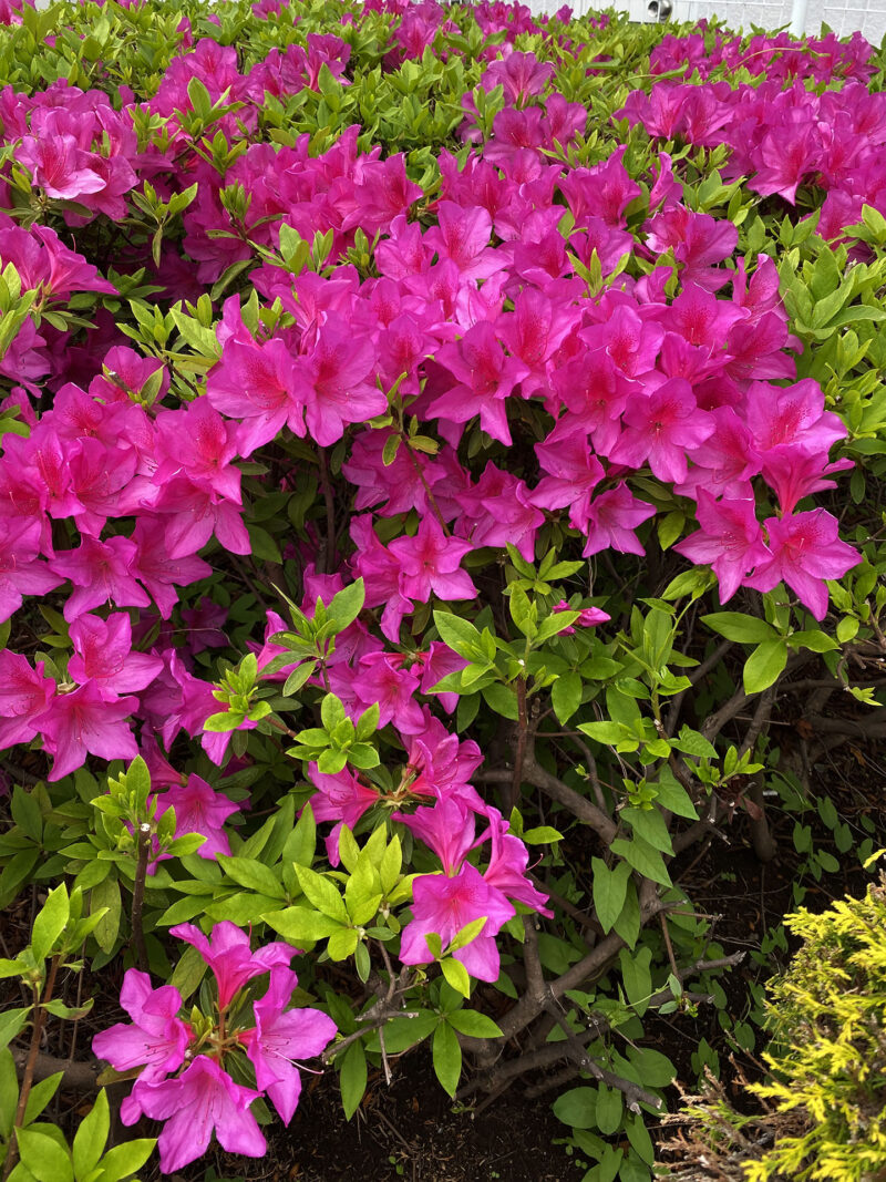 #埼玉県,#埼玉県越谷市,#植物,#花の無料写真素材