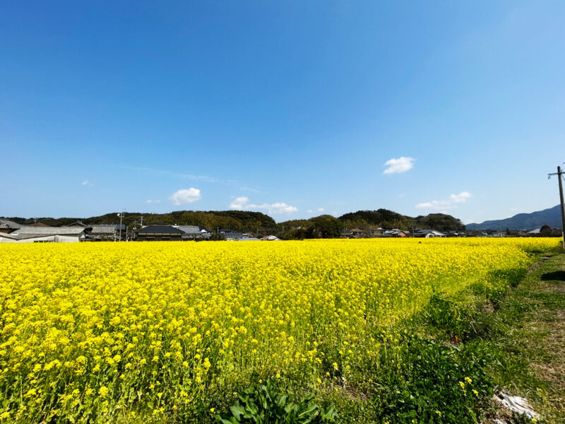 #のどか#福岡県#福岡県古賀市#花#菜の花の無料写真素材