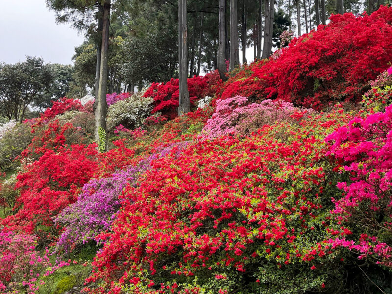 #つつじ#福岡県#福岡県糸島市#花が関連付けられた記事