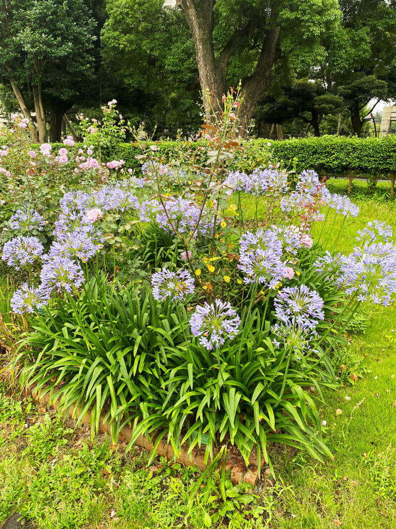 #東京都,#東京都千代田区,#植物,#自然の無料写真素材