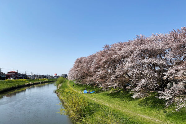 #のどか#埼玉県#埼玉県越谷市…の無料写真素材