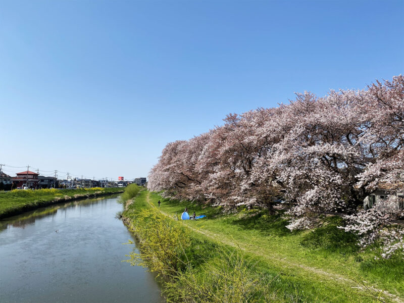 #のどか,#埼玉県,#埼玉県越谷市,#川,#桜,#花の無料写真素材