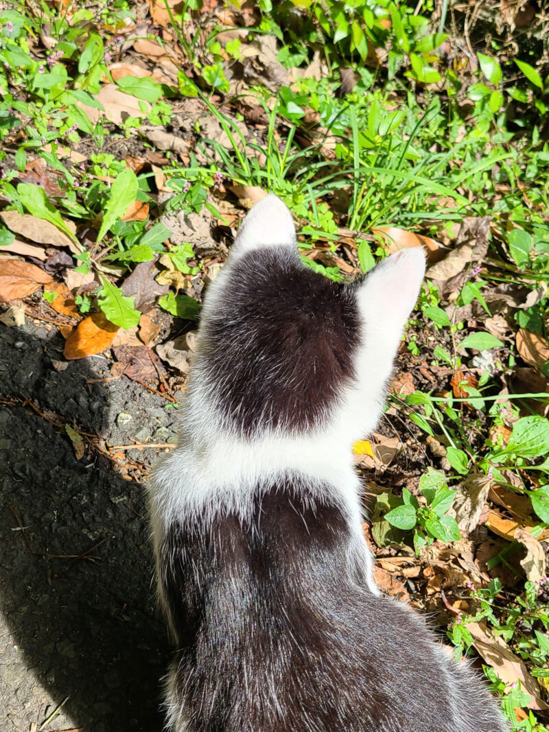 #宮城県,#猫,#猫の島,#石巻市田代島の無料写真素材