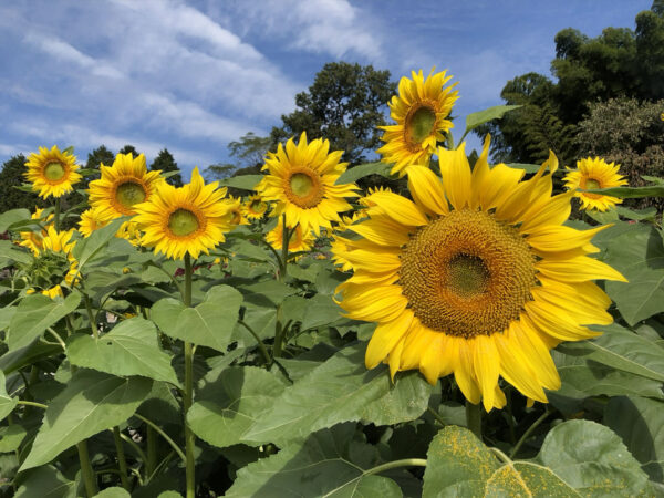 #ヒマワリ#三養基郡みやき町#佐賀県#夏の無料写真素材