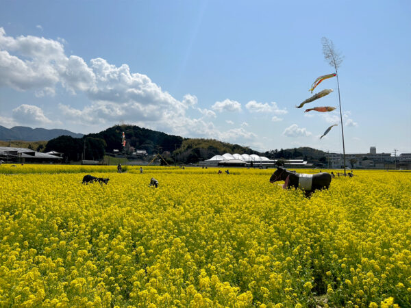 #のどか#福岡県#福岡県古賀市#花#菜の花の無料写真素材