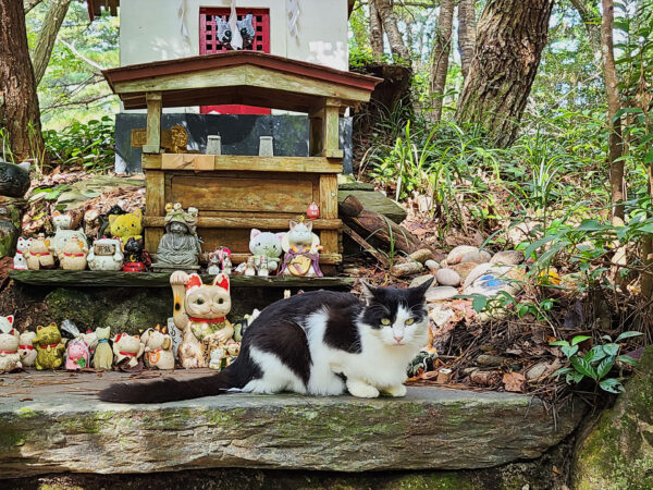 #宮城県#猫#猫の島#猫神社#石巻市田代島#自然の無料写真素材