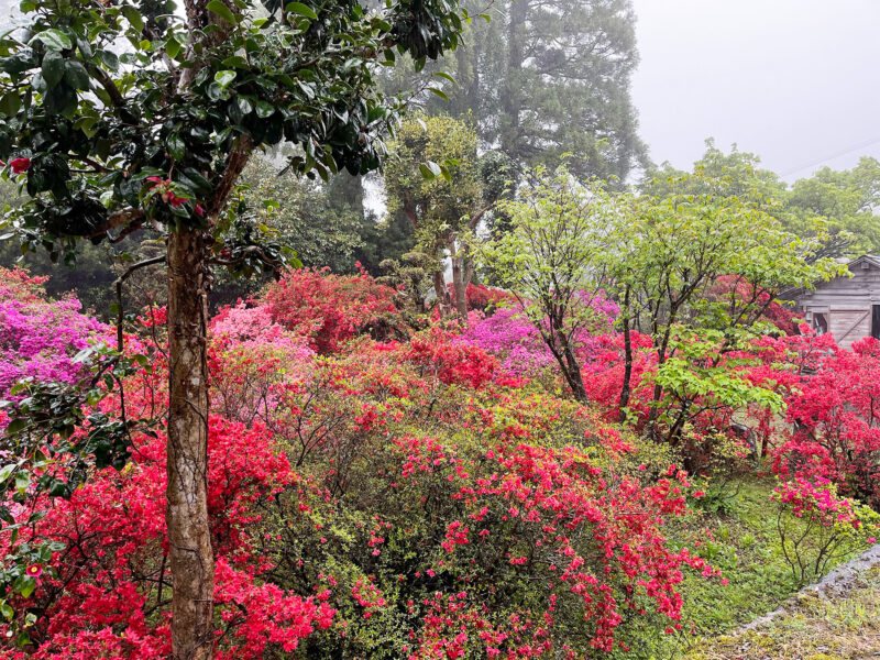 #つつじ,#福岡県,#福岡県糸島市,#花の無料写真素材