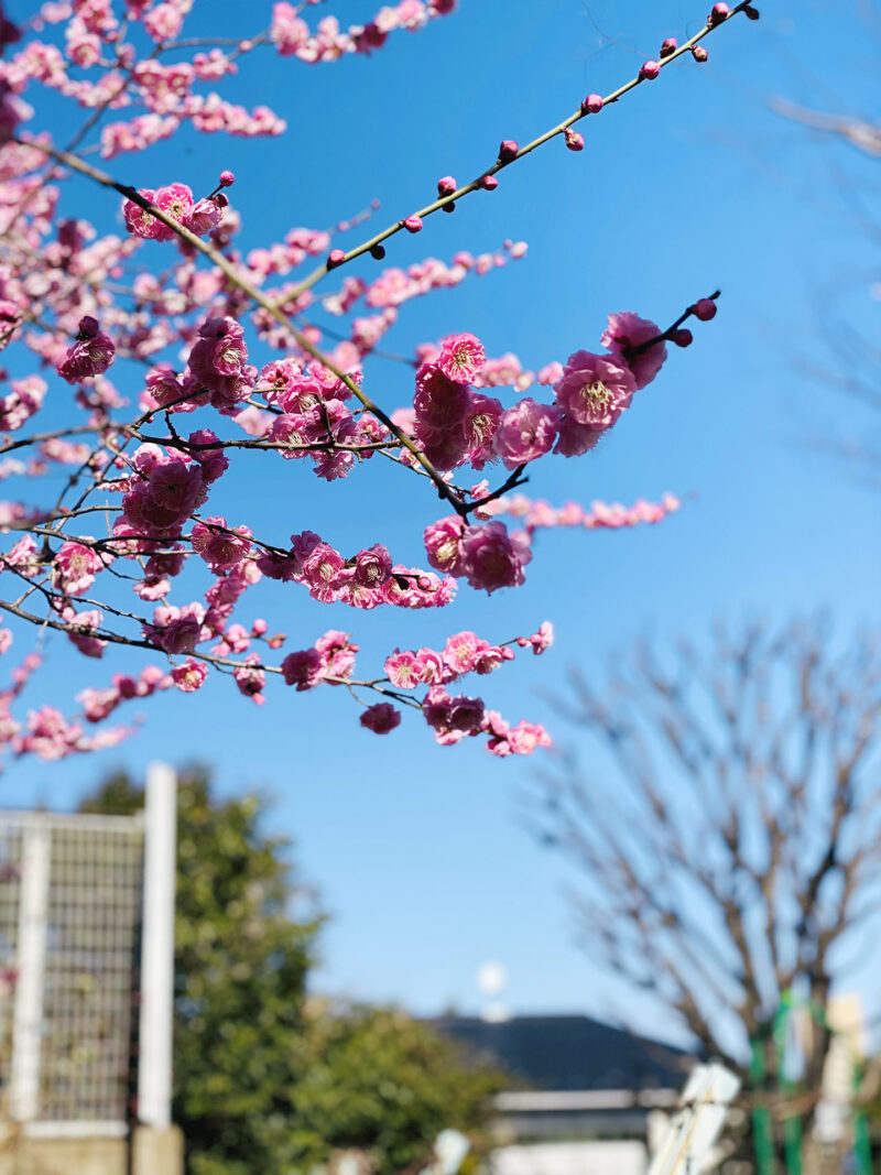 #東京都#東京都新宿区#梅#植物の無料写真素材