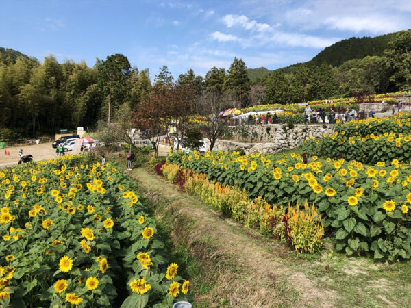 #ヒマワリ#ヒマワリ畑#三養基郡みやき町#佐賀県#自然の無料写真素材