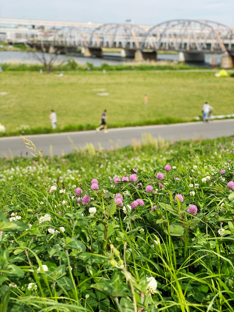 #のどか#東京都#東京都墨田区#河川敷#自然#花の無料写真素材