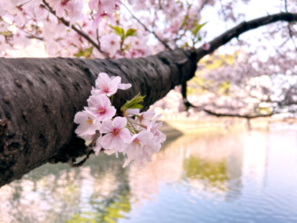 #桜#福岡市中央区#福岡県…の無料写真素材