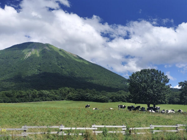 #のどか#山#牛#自然#鳥取県の無料写真素材