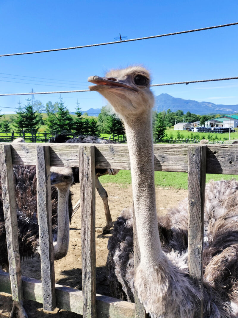 #ダチョウ#北海道#第二有島だちょう牧場#虻田郡ニセコ町の無料写真素材