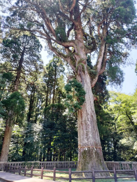 #自然#鹿児島県#鹿児島県霧島市の無料写真素材