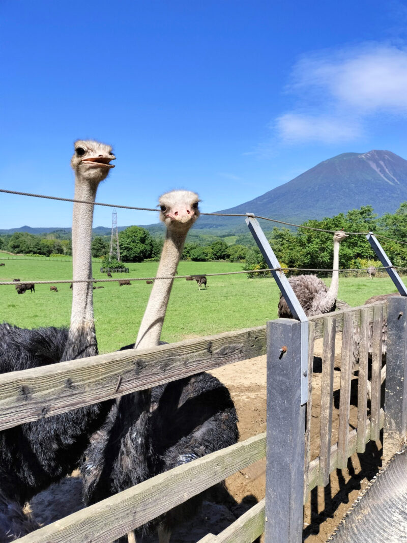 #ダチョウ,#北海道,#第二有島だちょう牧場,#虻田郡ニセコ町の無料写真素材