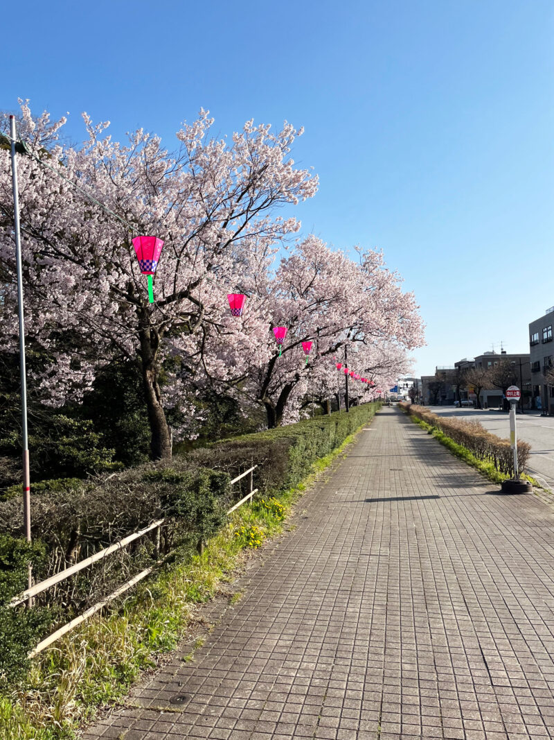 #富山県,#富山県高岡市,#桜,#花の無料写真素材