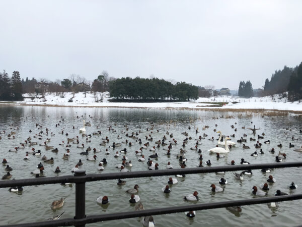 #冬#富山県#富山県富山市#池の無料写真素材