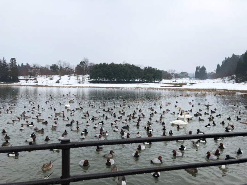 #冬,#富山県,#富山県富山市,#池の無料写真素材