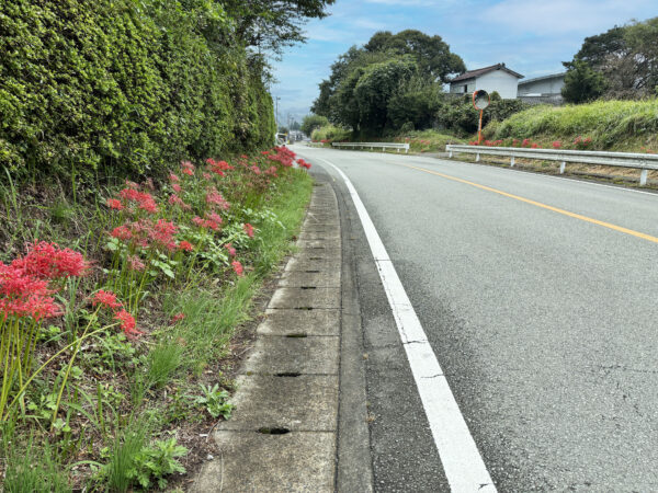 #彼岸花#熊本県#熊本県阿蘇市#花の無料写真素材