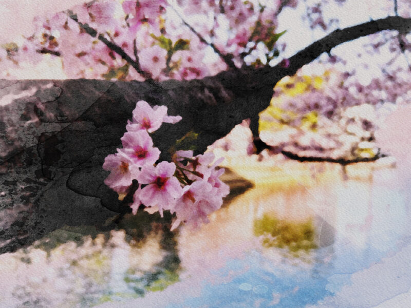 #桜,#福岡市中央区,#福岡県,#花の無料写真素材