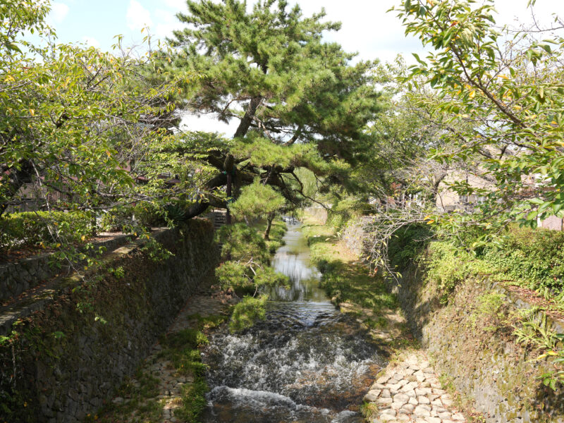 #山口県#山口県山口市#川#草木の無料写真素材