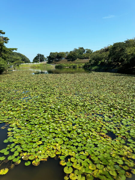 #愛媛県#愛媛県今治市#池の無料写真素材