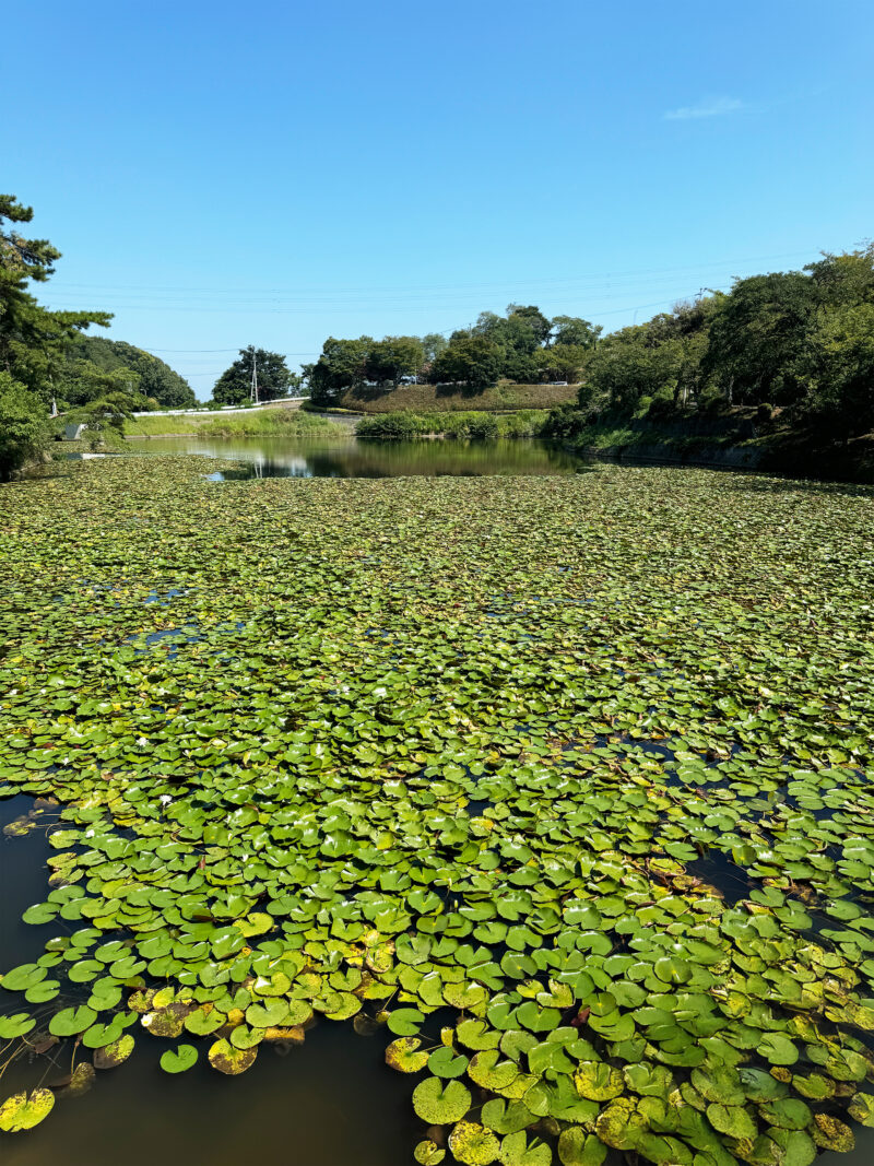 #愛媛県#愛媛県今治市#池の無料写真素材