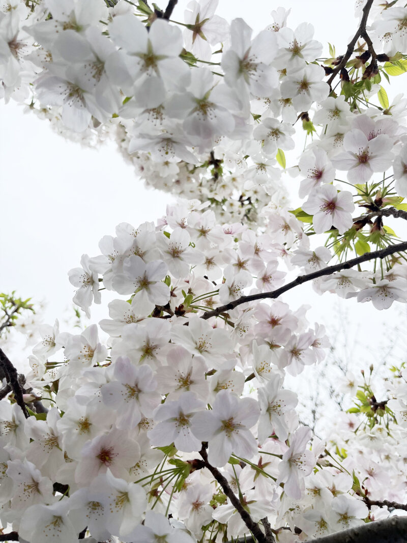 #千葉県,#千葉県千葉市,#桜,#花の無料写真素材