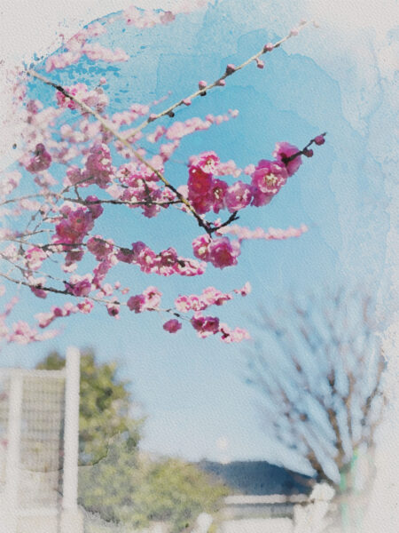 #東京都#東京都新宿区#梅#植物の無料写真素材