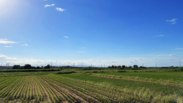 #埼玉県#埼玉県川越市#田畑の無料写真素材