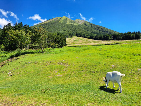 #のどか#ヤギ#山#自然#西伯郡大山町#鳥取県の無料写真素材