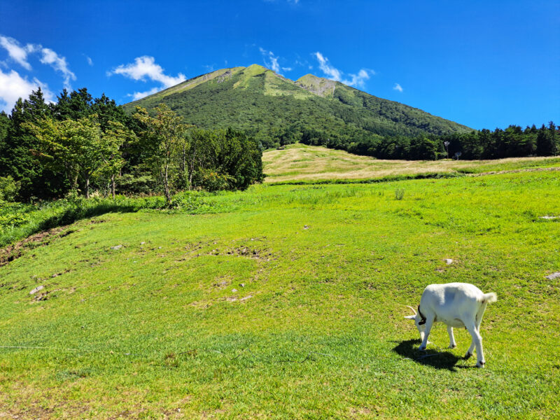 #のどか#ヤギ#山#自然#西伯郡大山町#鳥取県が関連付けられた記事