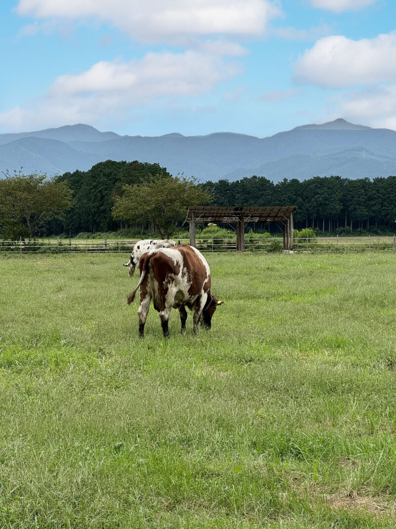 #栃木県,#栃木県那須塩原市,#牛,#自然の無料写真素材