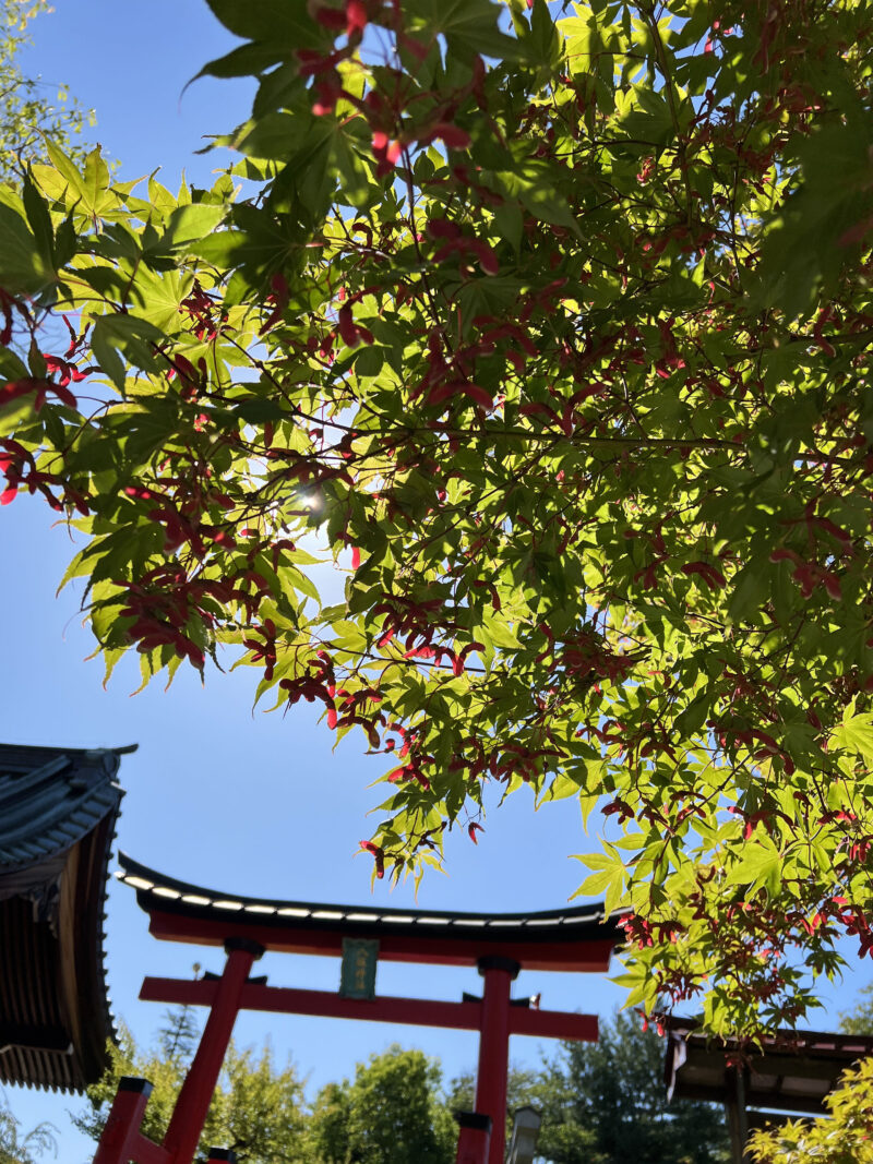 #もみじ,#神社,#青森県,#青森県弘前市の無料写真素材