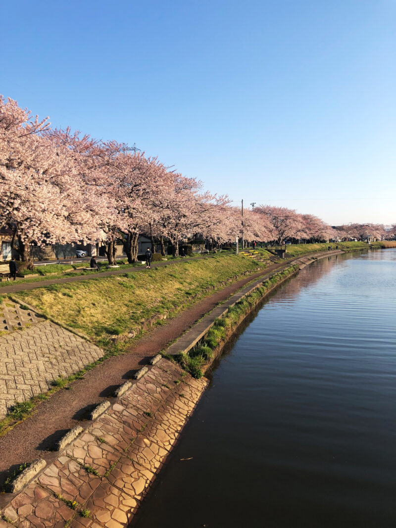 #川#桜#河川敷#秋田県#秋田県秋田市の無料写真素材