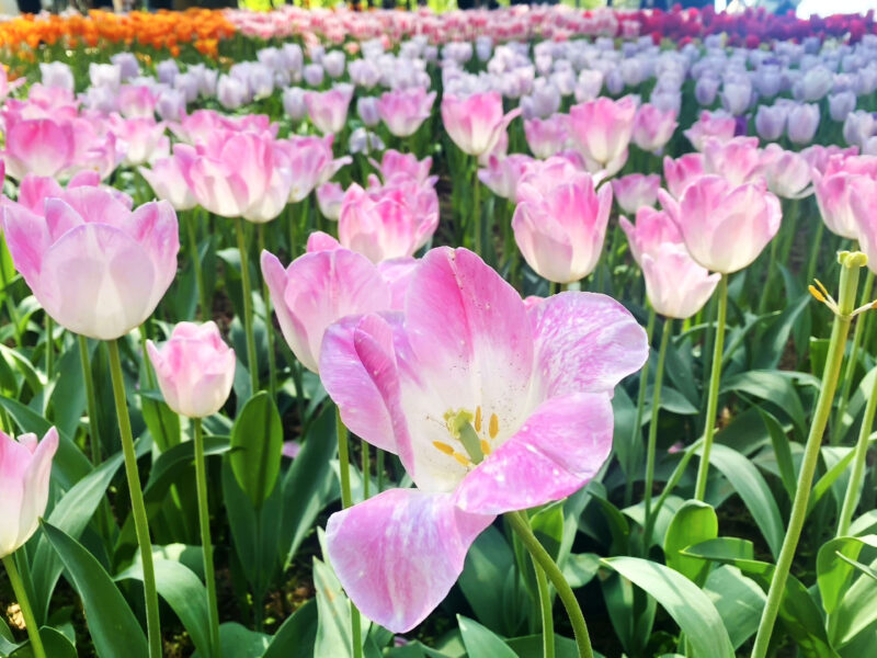 #チューリップ,#花,#花畑,#茨城県,#茨城県日立市の無料写真素材